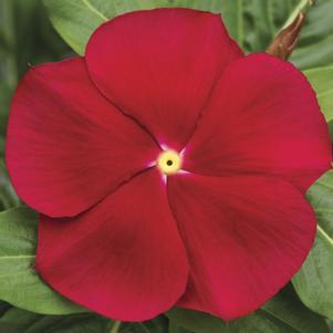 Vinca Cora® Classic Red