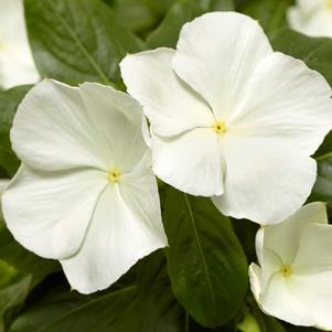 Vinca Cora® XDR White