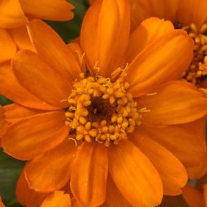 Zinnia Profusion Orange