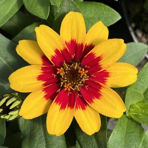 Zinnia Profusion Red Yellow Bicolor