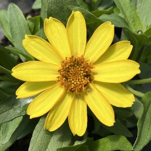 Zinnia Profusion Yellow