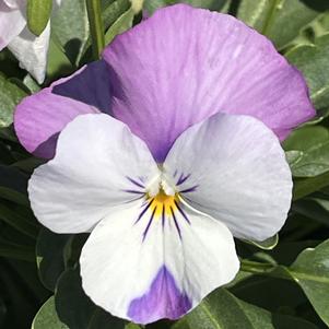 Viola Sorbet® XP Pink Wing
