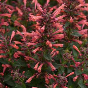 Agastache mexicana Summerlong™ Coral