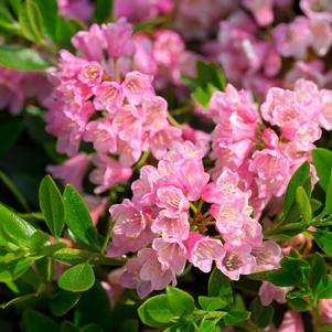 Azalea x Bloombux® Magenta