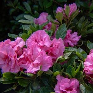 Azalea x Ever After™ Pink
