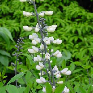 Baptisia alba var macrophylla