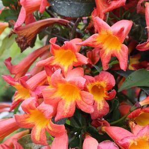 Bignonia capreolata Dressed To Thrill™