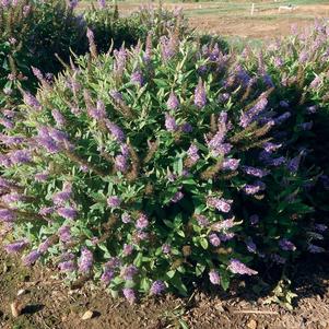 Buddleia davidii Dapper® Lavender