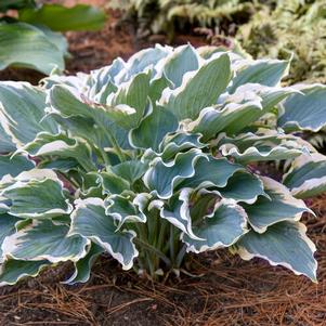 Hosta 'Hope Springs Eternal'