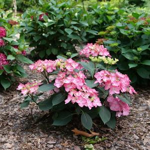 Hydrangea Let's Dance Hot Stepper™