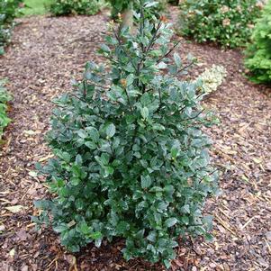 Ilex x meserveae Castle Rouge®