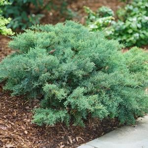 Juniperus chinensis Montana Moss®