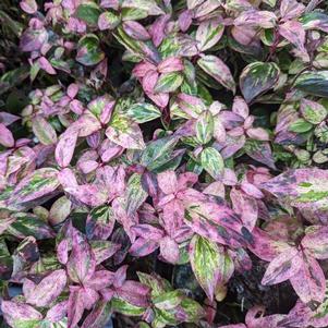 Leucothoe fontanesiana Paisley Pup®