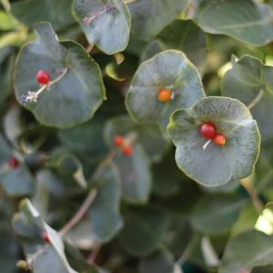 Lonicera reticulata Kintzley's Ghost®