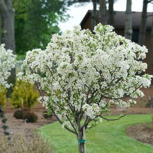 Malus Lollipop®