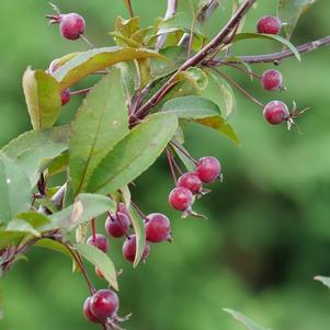 Malus Show Time™