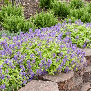 Nepeta 'Lemon Purrfection'