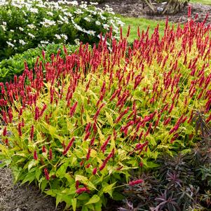 Persicaria 'Glowing Reviews'