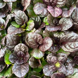 Ajuga reptans 'Catlin's Giant'