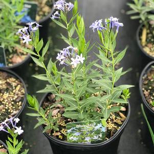 Amsonia x 'Blue Ice'
