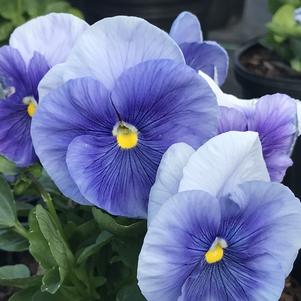 Pansy 'Delta Premium Pure Light Blue'