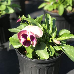 Pansy Majestic Giant II Sherry