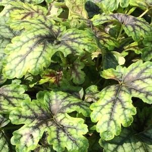 Heucherella 'Tapestry'