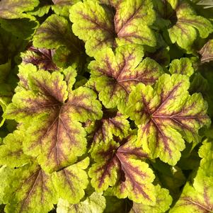 Heucherella 'Gold Zebra'