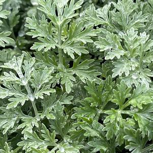 Artemisia x 'Powis Castle'