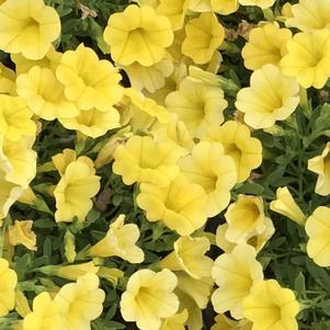 Calibrachoa Superbells® Yellow