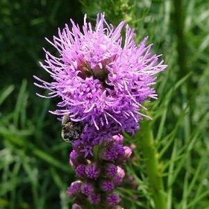 Liatris spicata 'Floristan Violet'