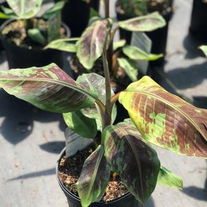 Musa 'Rojo'