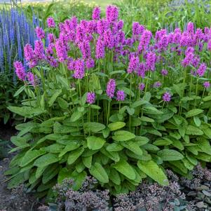 Stachys monieri 'Hummelo'