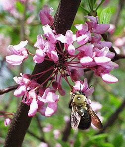 Cercis canadensis 