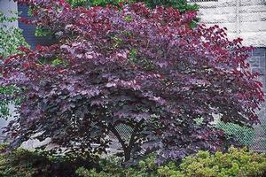 Cercis canadensis 'Forest Pansy'