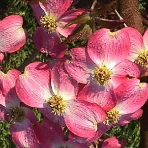 Cornus florida 'Cherokee Brave'