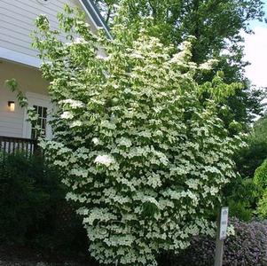 Cornus kousa 'Milky Way'