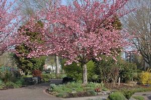 Prunus serrulata 'Kwanzan'