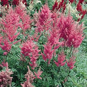 Astilbe x arendsii 'Rheinland'
