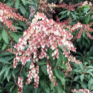 Pieris japonica 'Dorothy Wyckoff'