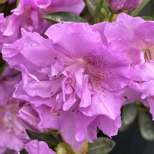 Azalea Shammarello 'Elsie Lee'