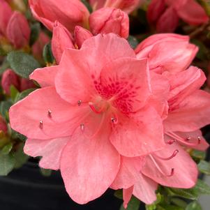 Azalea 'Blaauw's Pink'