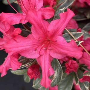 Azalea 'Christi Lyn'