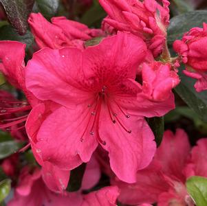 Azalea 'Girard's Crimson'