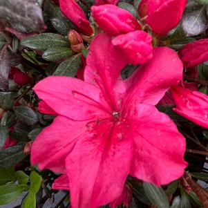 Azalea 'Girard's Red'