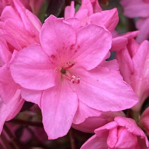 Azalea Kurume 'Tradition'