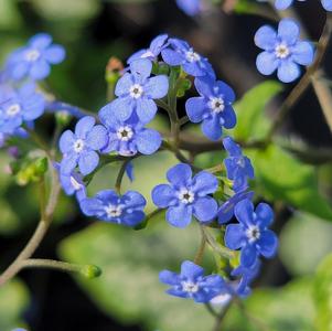 Brunnera macrophylla 'Jack Frost'