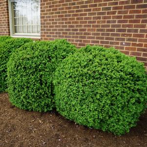 Buxus sempervirens 'Suffruticosa'