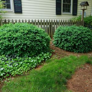 Buxus sempervirens 'Vardar Valley'