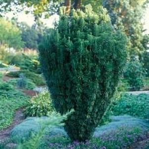 Cephalotaxus harringtonia 'Fastigiata'